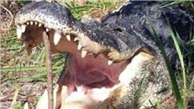 鱷魚／翻攝自Daily Mail