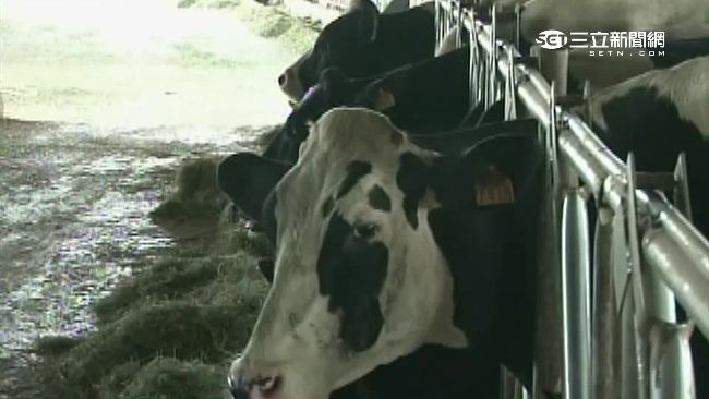 滅頂行動近一年　1/3酪農出走味全