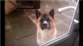 狗狗開門-圖／翻攝自1,000,000 V YouTube