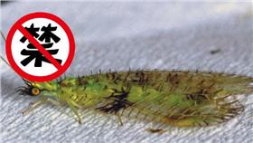 草蛉－圖／翻攝自《地鐵報》