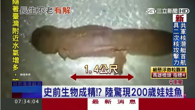 驚見200歲娃娃魚！專家找不老秘訣