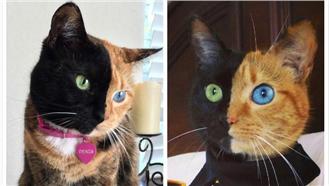 「黑白郎君」的臉讓牠擁有90萬粉絲