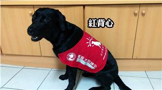 訓練導盲犬搭公車　慘被司機拒載！