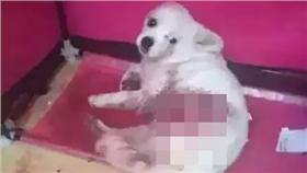 虐狗,斷腿／翻攝自天府早報