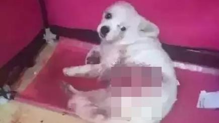 稱狗兒太吵擾睡眠　狠心情侶砍斷牠腿