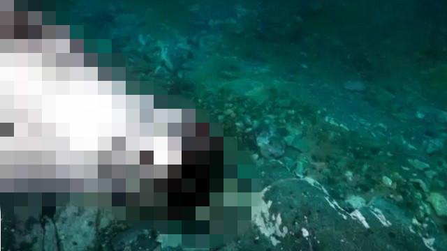 你在幹嘛？潛水員在海底遇到牠