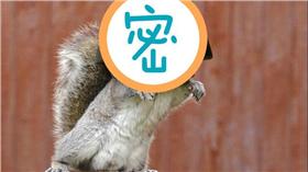 松鼠-圖／翻攝自《每日郵報》