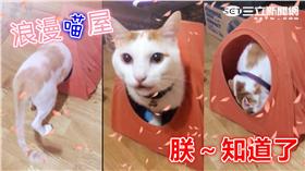 哇潮,喵,貓屋▲圖／哇潮
