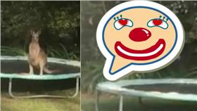 袋鼠－圖／翻攝自Emma Heffernan YouTube