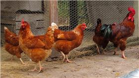 雞(首圖)-flickr-Kristine Paulus-https://www.flickr.com/photos/kpaulus/5282610081/