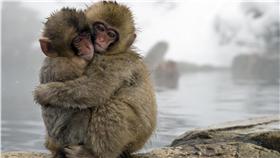 低溫、寒流、地獄谷溫泉猴-SITS Girls-https://www.flickr.com/photos/sitsgirls/8496407064/