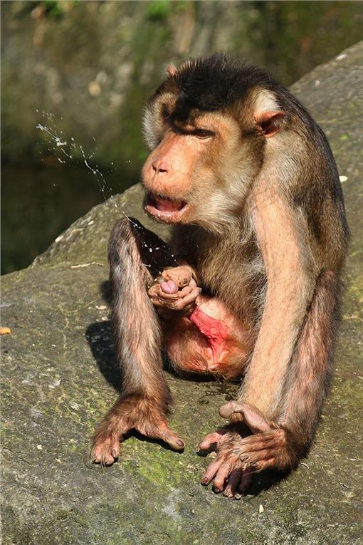 自慰,射精,猴子,獼猴,發情,動物園,豬尾獼猴（網友授權）