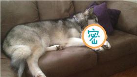 哈士奇-圖／翻攝自《太陽報》