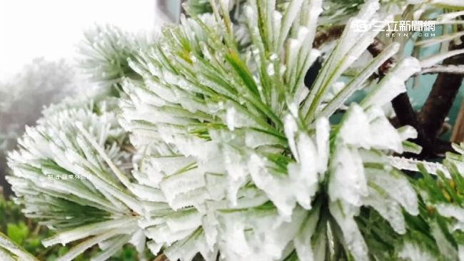 圖／零下3度！太平山銀白霧淞上枝頭
