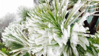 圖／零下3度！太平山銀白霧淞上枝頭