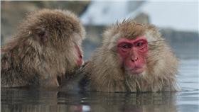 flickr獼猴／SF Brit／https://www.flickr.com/photos/cnbattson/6480648683/in/photolist-aSF258-9D6B6B-whLFf-nzfD4k-nBVgjW-aH1nLx-fv6oQX-hSJiPa-c3Ji5G-njdwTM-ngcD49-fxp8bB-fxhY36-opgmDU-9qx7gW-5Mz1rW-nazMic-uCRJy5-dN1Bmt-8XWNfk-ddfJPJ-5p8jg2-e6nf1s-q4LT2M-fJDWb-5qKnNS-aiL7Sw-b28Pur-aa97S4-ocx9PJ-rjdQyY-qwKBS1-wDEx7-92nWGc-q8xBPC-NSQHf-n8zdm-nbAy3E-dnJERp-hiJsms-nAVRy8-5FCXhC-7s8uXJ-6CKoF6-9UB485-pnYykY-cjntmu-2hZWsV-bXpW6o-3ePYPF