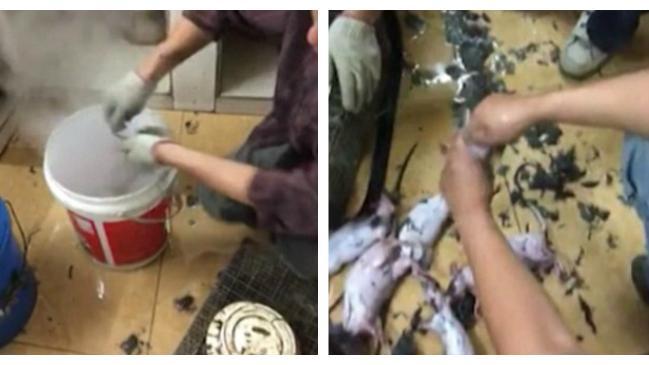 痛到吱吱叫　這「川燙」畫面網友譙翻