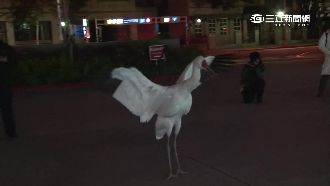 西伯利亞白鶴罕見來台　引鳥迷圍觀