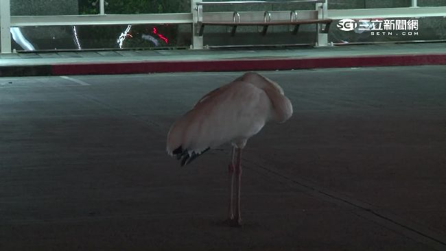 為何鳥站這麼久腳都不會痠？　網爆卦