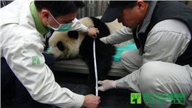 大熊貓 台北市立動物園提供