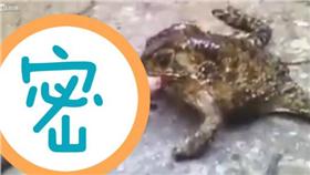 蟾蜍吃蛇－圖／翻攝自「LiveLeak」網站

