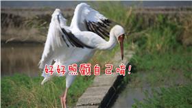 西伯利亞白鶴,保育類▲圖／翻攝自金山小白鶴臉書