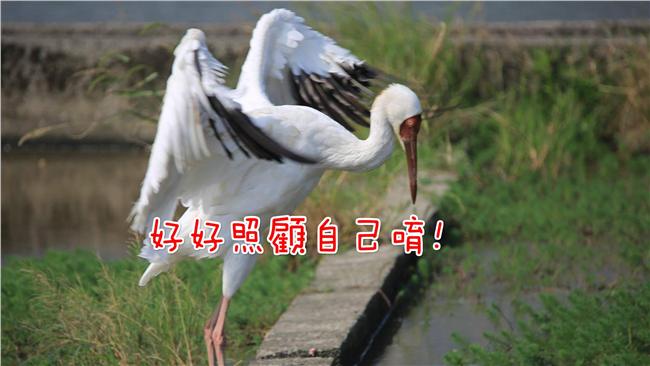 「兒子回來啦！」金山老農親迎小白鶴