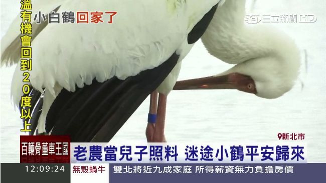 影／小鶴一天不見老農　翅膀就拍不停