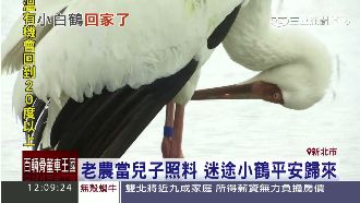 影／小鶴一天不見老農　翅膀就拍不停