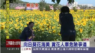 太陽花海吸人潮　無交通管制人車爭道