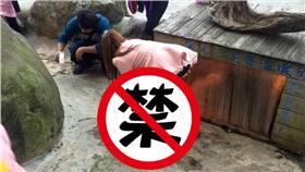 動物,虐待,星月天空,烏龜（圖／翻攝臉書爆料公社）