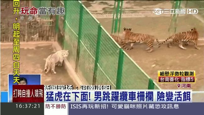 影／志願當「活餌」　男跳纜車撲虎
