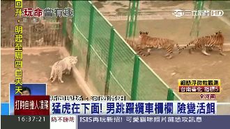 影／志願當「活餌」　男跳纜車撲虎