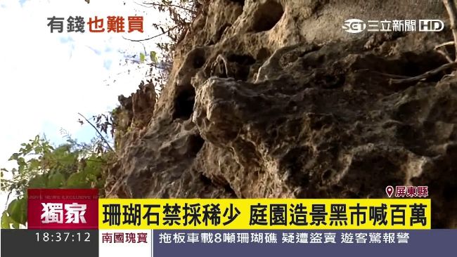 珊瑚石搶手　業者靠「這招」盜採