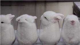 小白兔-圖／翻攝自ekdikisis YouTube