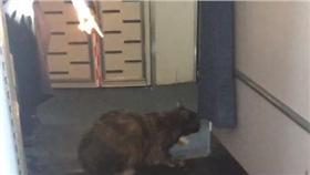 貓貓歷險記！怕貓空姐廣播求救抓貓
Kandra Covert YouTube