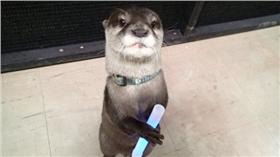 水獺
翻攝推特
https://twitter.com/Sunshine_Aqua/status/678468264561807361