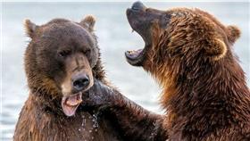 棕熊／翻攝自Mirror