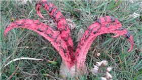 特殊蘑菇-圖／翻攝自Dan Hoare推特