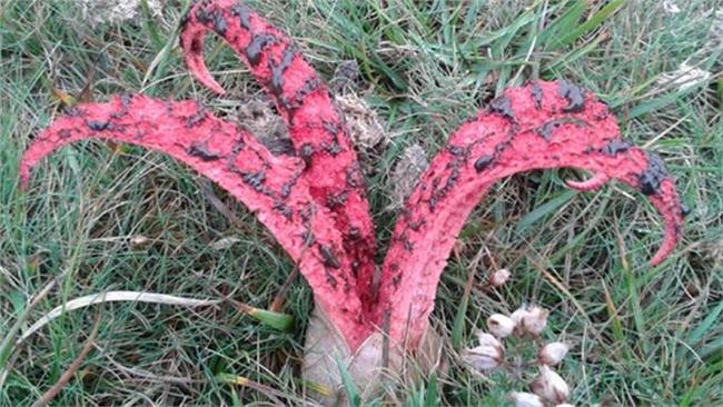 「魔鬼的觸手」　蘑菇激似外星生物