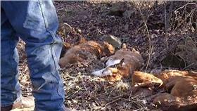 虐狗,狗屍／翻攝自Daily Mail