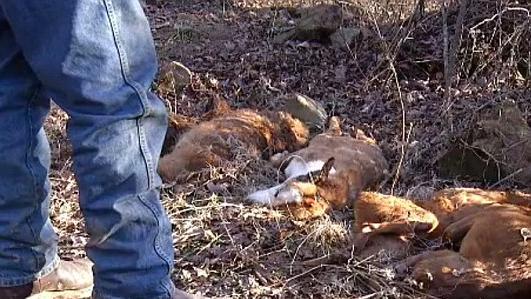 恐怖屠殺！　美國森林驚見大量狗屍