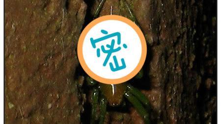 土地公顯靈？「翹鬍子」稀客爬上供桌