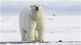 北極熊
翻攝ＦＬＩＣＫＲ
https://www.flickr.com/photos/puliarfanita/22154670472/in/photolist-zKJtF7-8u2ELb-nS9R1W-2rHKUy-jM6dLm-4EG3Jd-mqucZe-bYEMSJ-7sw4CG-4fsyGe-qPjLzs-6K338s-A2DnWf-84xgMj-mpqEnF-bsozXc-9G9Vme-8vqpyd-4on5RG-aaCmw3-9uKpHD-ffxd5s-zEN8F3-6sz8cU-bwnL44-bVGczy-4oks3k-kDYXbk-4o4xo5-34rbHK-9fSCFv-9j7FLE-ozQuXm-qRkykh-vjfAeY-9jNaoo-96qbFM-nzDfSp-zRUGdy-dnrLC3-7EiWrp-wbVfKm-zLPNYx-ovEkAX-wfnU9f-hKvHmh-7EnMt1-vc9nTQ-w9zBQ4-wbUfxj