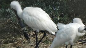 黑面琵鷺－翻攝自鰲鼓溼地臉書粉絲團