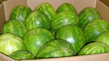 圖／變身無極限！你看到的非真西瓜？