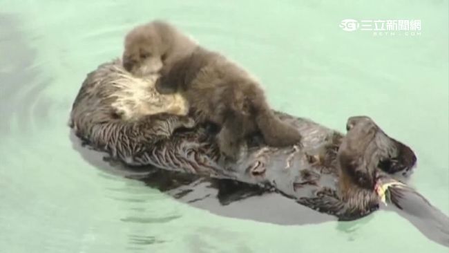海獺媽誤闖水族館生子　抱寶寶超有愛