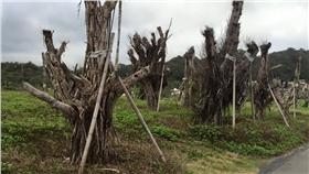 老樹 圖/翻攝自謝金河 投資理財臉書