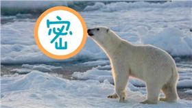 北極熊吐火-圖／翻攝自《地鐵報》
