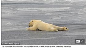 北極熊/翻攝自每日郵報